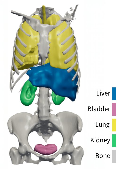 Human Body Organs