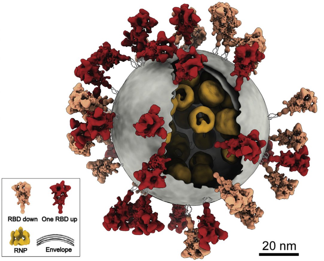 SARS-CoV-2 Virus